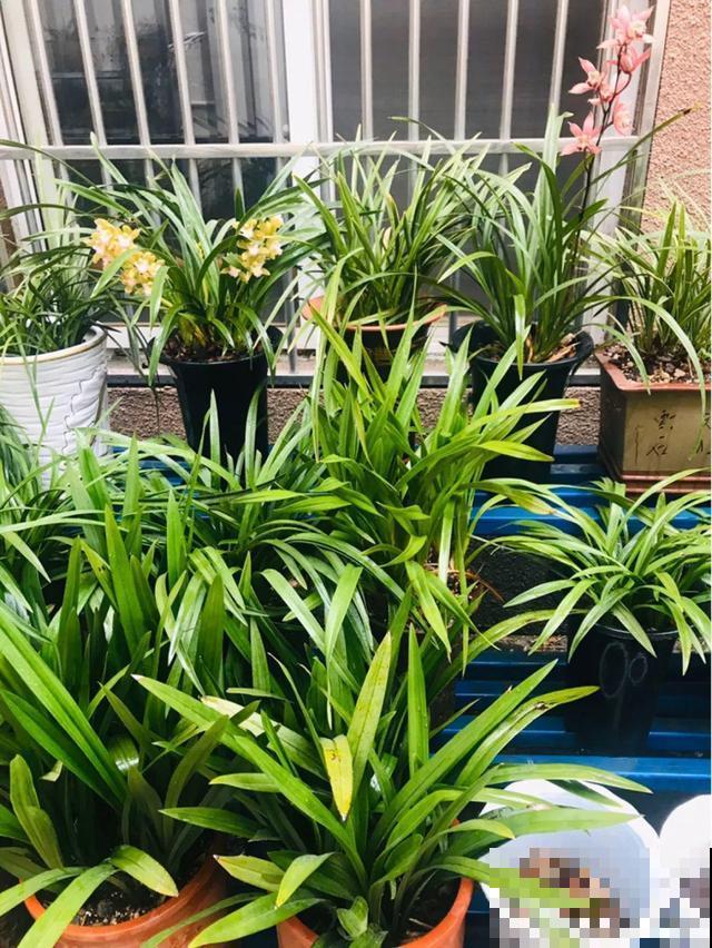 养这花不用土，装进塑料袋喷喷水，叶子绿油油越长越好！