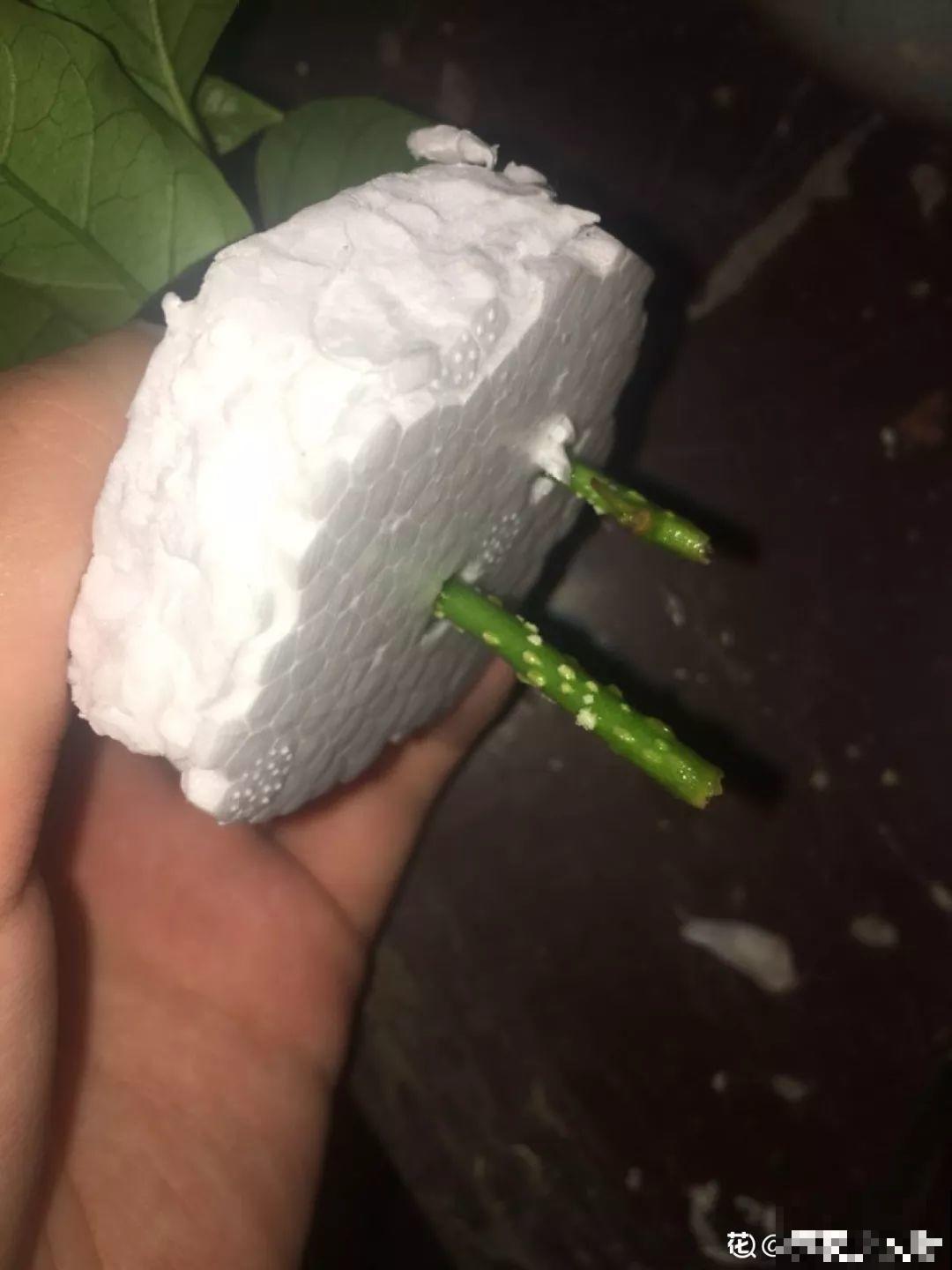 冬天扦插，用了这3种神器，生根快不黑腐，又省钱了！