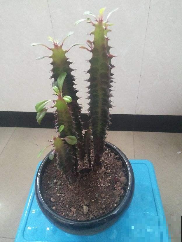 镇宅的龙骨花，不光能旺家，还被称作“万能砧木”