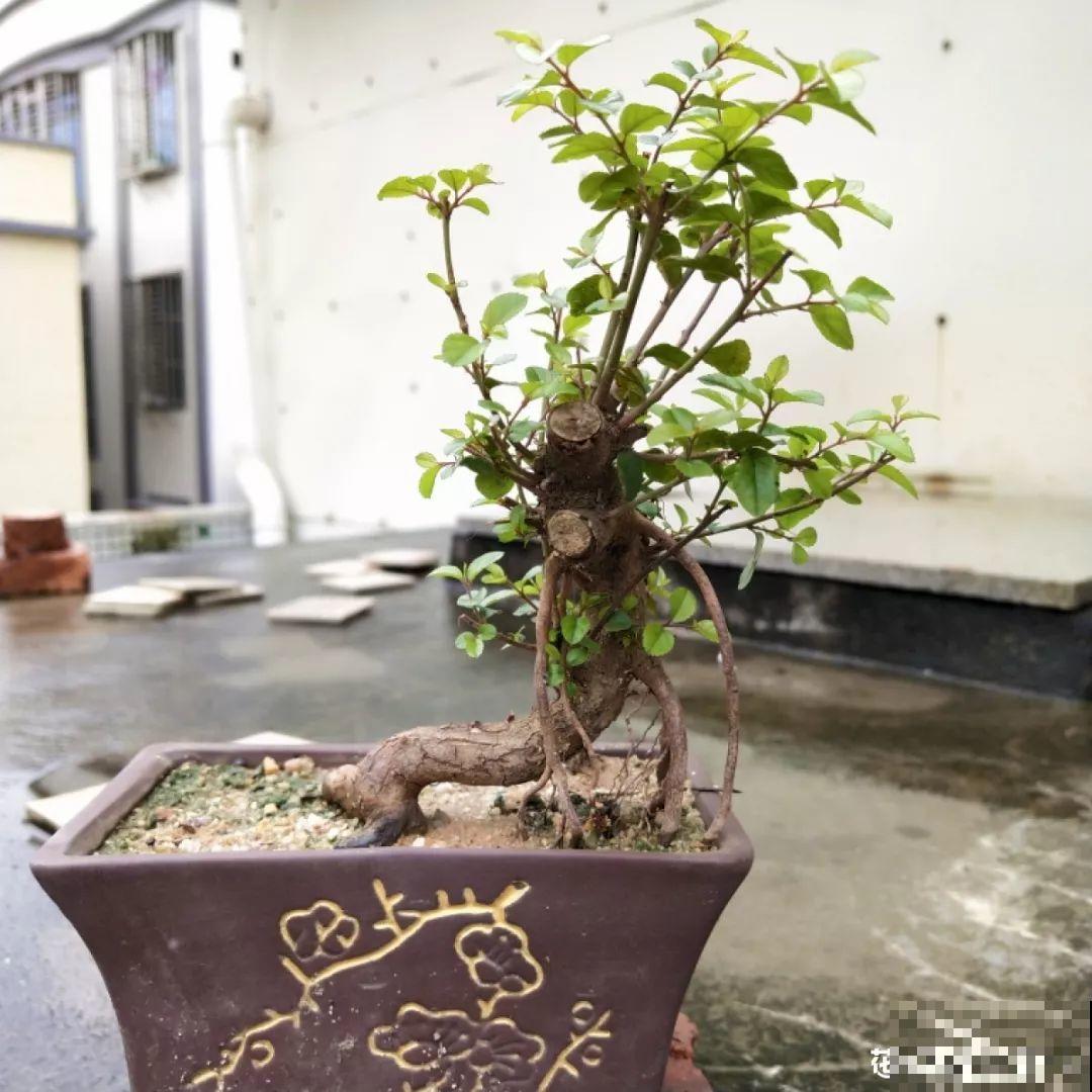 这花最适合用来做盆景，造型剪好了，身价能翻好几倍！