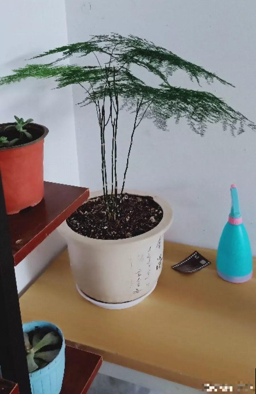 浇花的水里加点这种料，壮花还杀虫，太管用了！