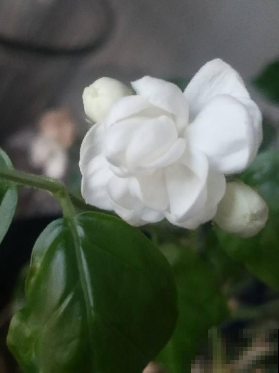 最适合老人养的3种花，家里养一盆，老人乐呵呵