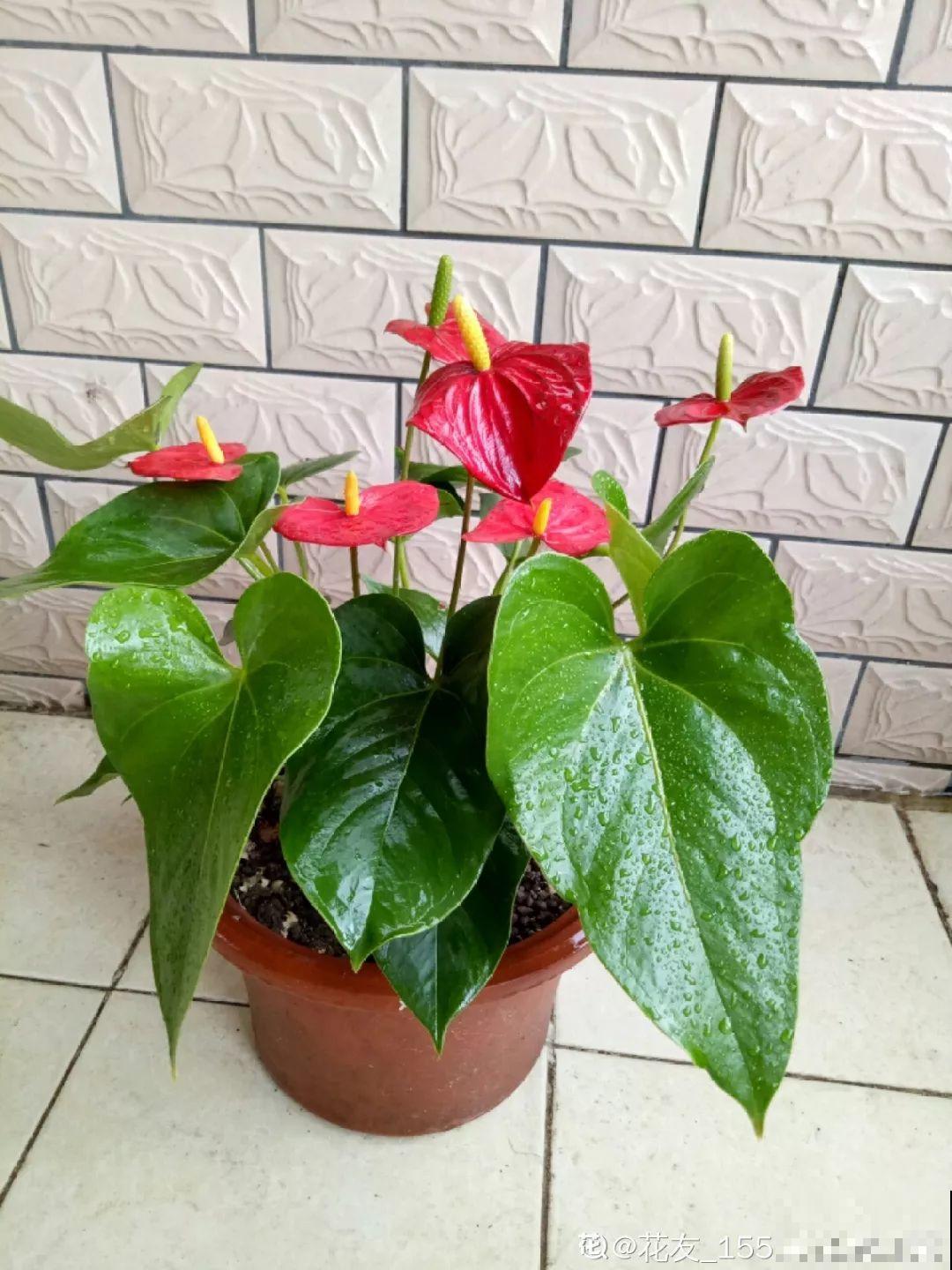 11种耐阴花，光不好也能嗖嗖长，开出2米大花墙！