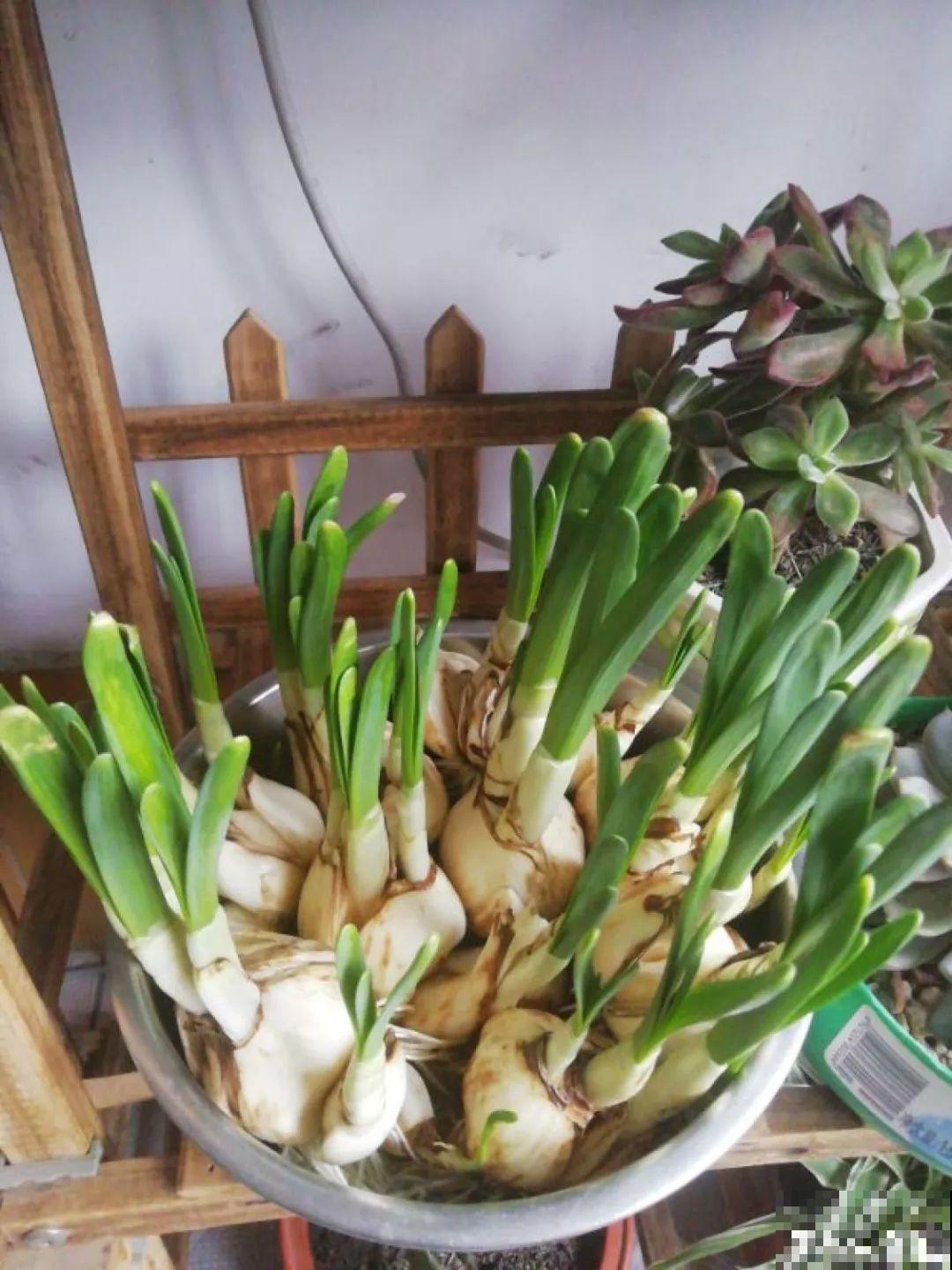 14种香水花，家里摆一盆，满屋子都是香味！