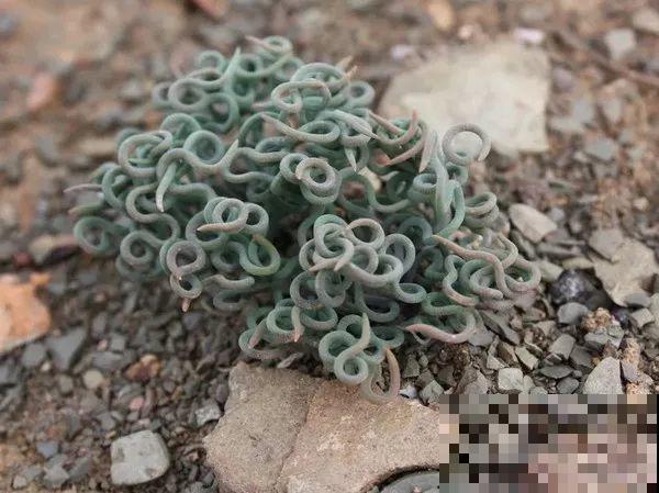 这花长得像海胆，3棵就卖五位数，真的有人要吗！