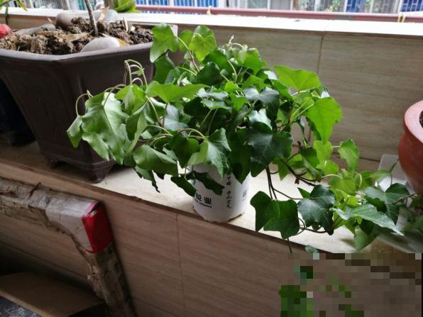 这10种耐阴花，摆客厅真好看，养一盆就上瘾！