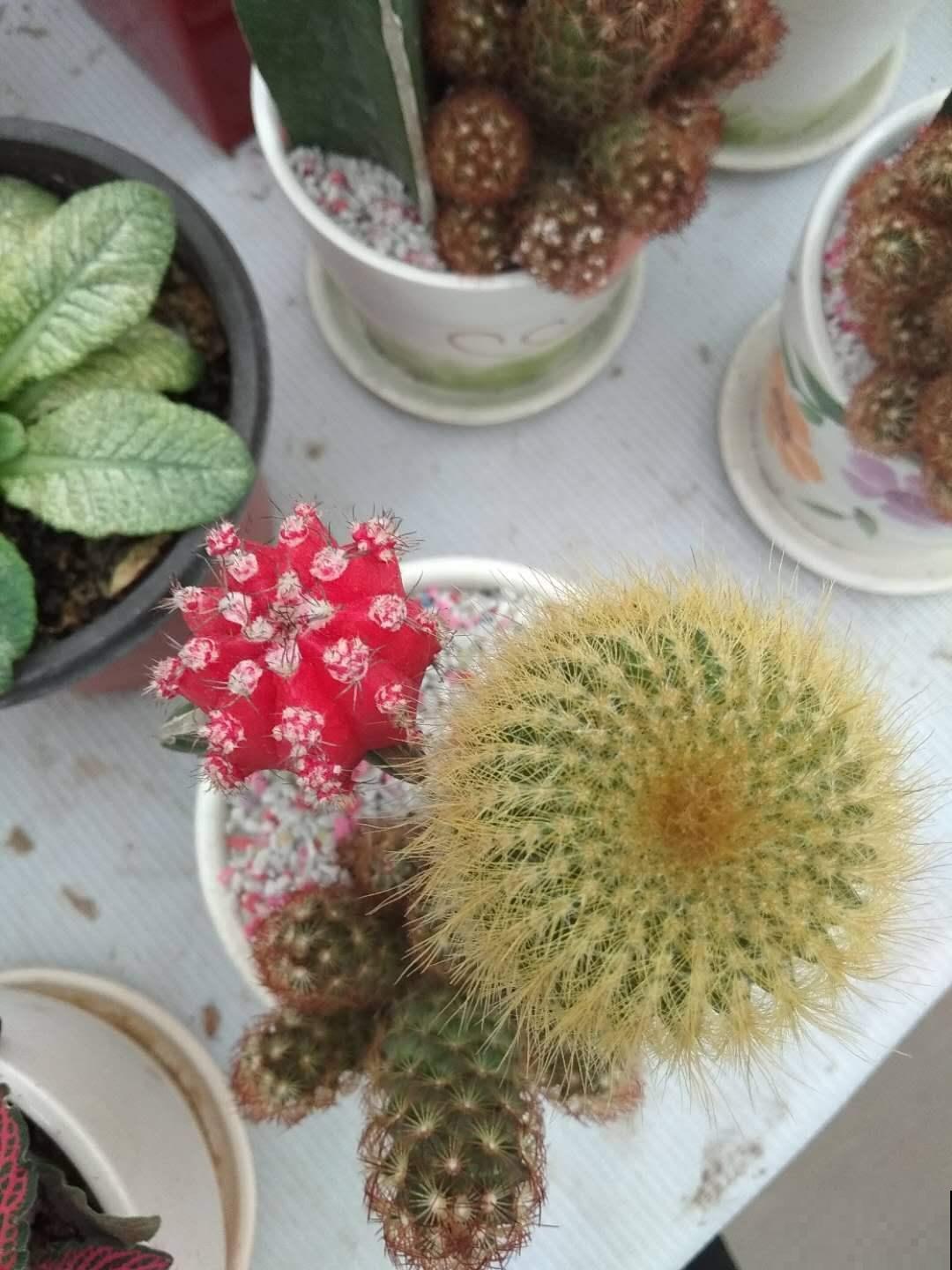这花超耐旱，一冬天不浇水也能活，最适合新手养