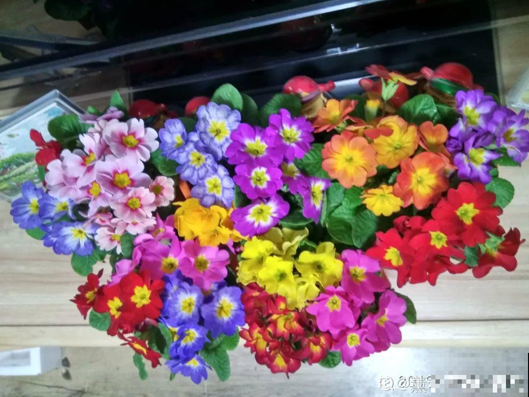这花品种一年比一年多，五颜六色，新手照样也能养爆盆！
