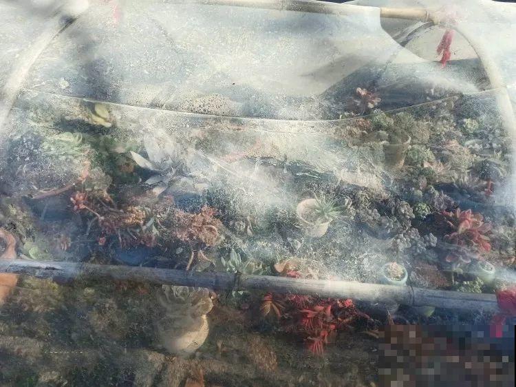 温度骤降，多肉想要过冬就得断水，不然准会冻烂根！