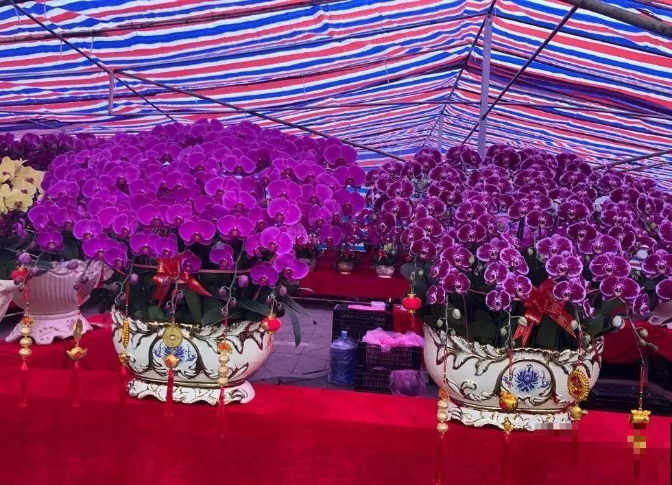 花市有你想象不到的魅力，便宜又好看，过年买回一大堆！
