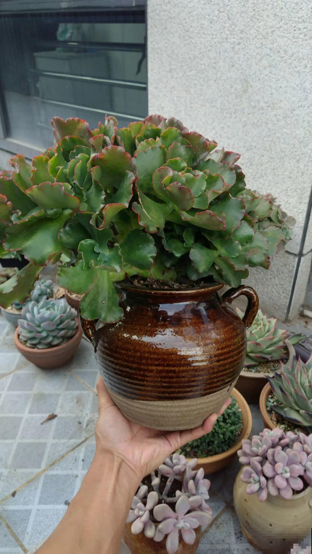他用菜坛子养多肉，1分不花又好看，个个壮得像白菜！