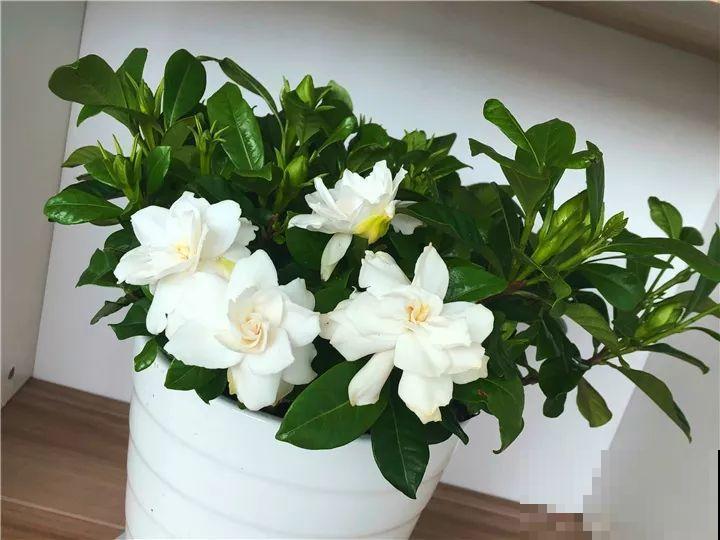 雪天的月季花，真美？小心冻伤撑不过冬天！