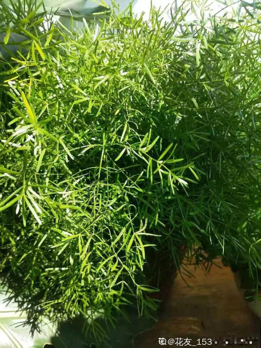 这花极像文竹，叶片翠绿，却比文竹好看好养多了！