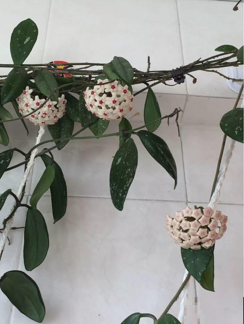 14种香水花，家里摆一盆，满屋子都是香味！