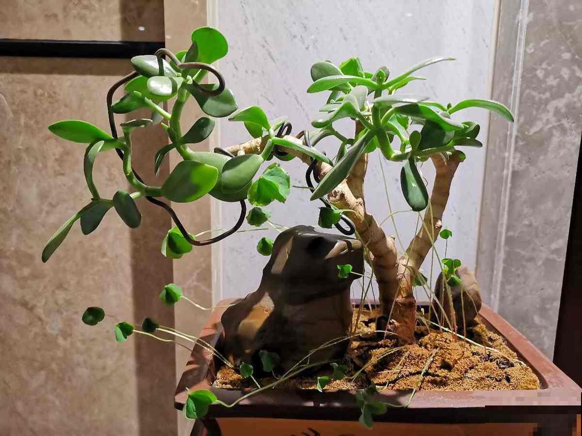 8种花最怕浇水，一浇水就烂根，不浇水反而长得旺！