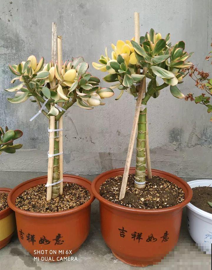 20年的玉树长起来，杆子比大腿还粗，家里变成小森林！