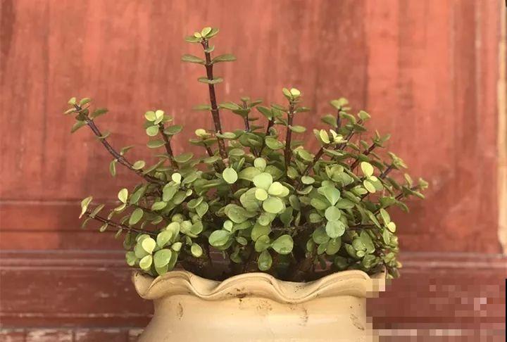 这8种花，其实都是多肉，旱着养才能长爆盆！