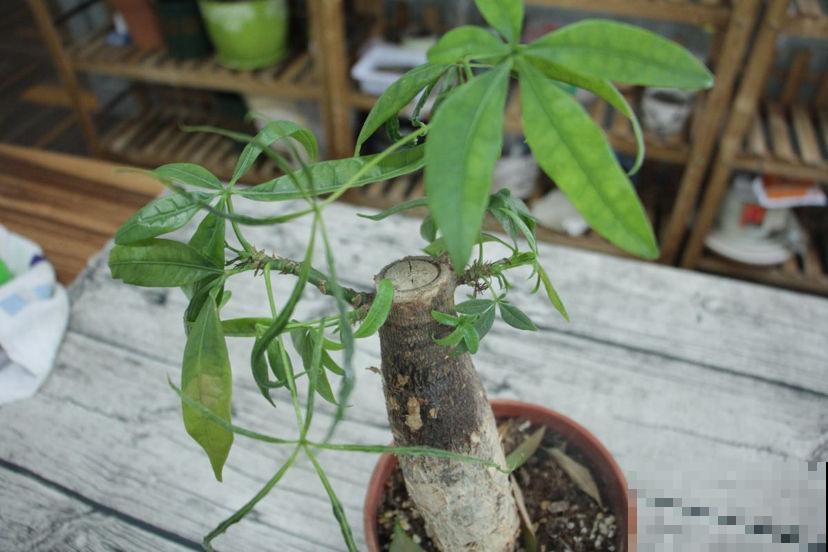 这花最怕水，一浇就烂根，旱一旱反而枝繁叶茂！