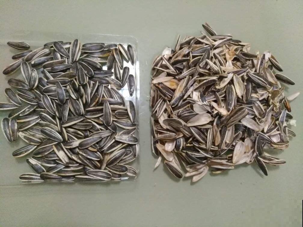 张奶奶在盆底垫了它，花不黄叶不烂根，俩月能蹿半米高