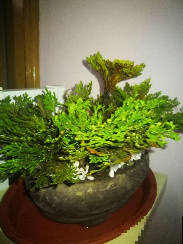 死不了的花，给点水就能活，养死它的人还没找到