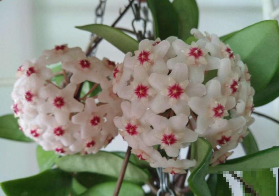 冬季养盆开花勤植物，就选这3种，越开越带劲！