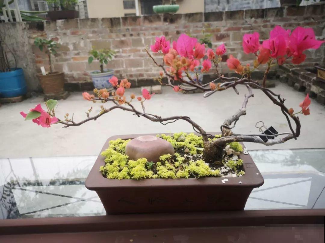 这花最适合用来做盆景，造型剪好了，身价能翻好几倍！