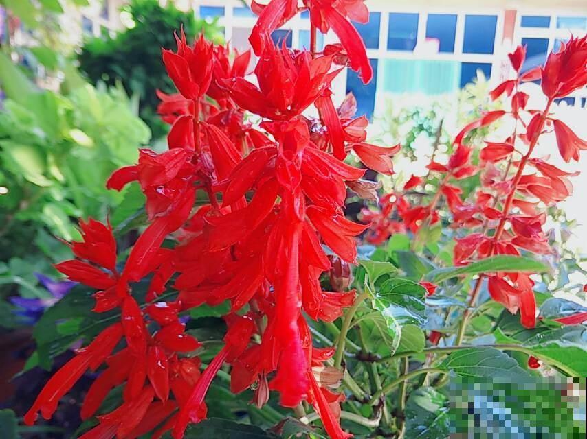家里种盆一串红，能赏还能吃花蜜，红红火火超吉祥！