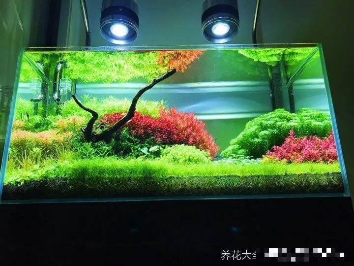 养不活的花丢鱼缸里，沾水立马就疯长，大冬天呼呼长不停！