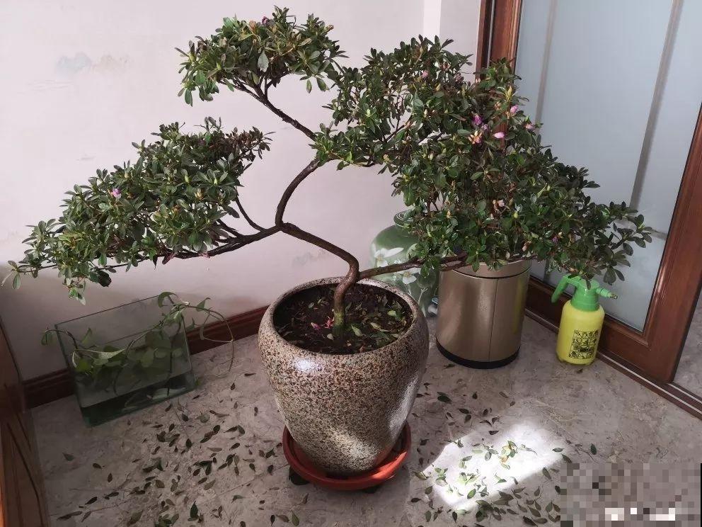都说这花难养，10年不换盆，年年开花成宝贝！