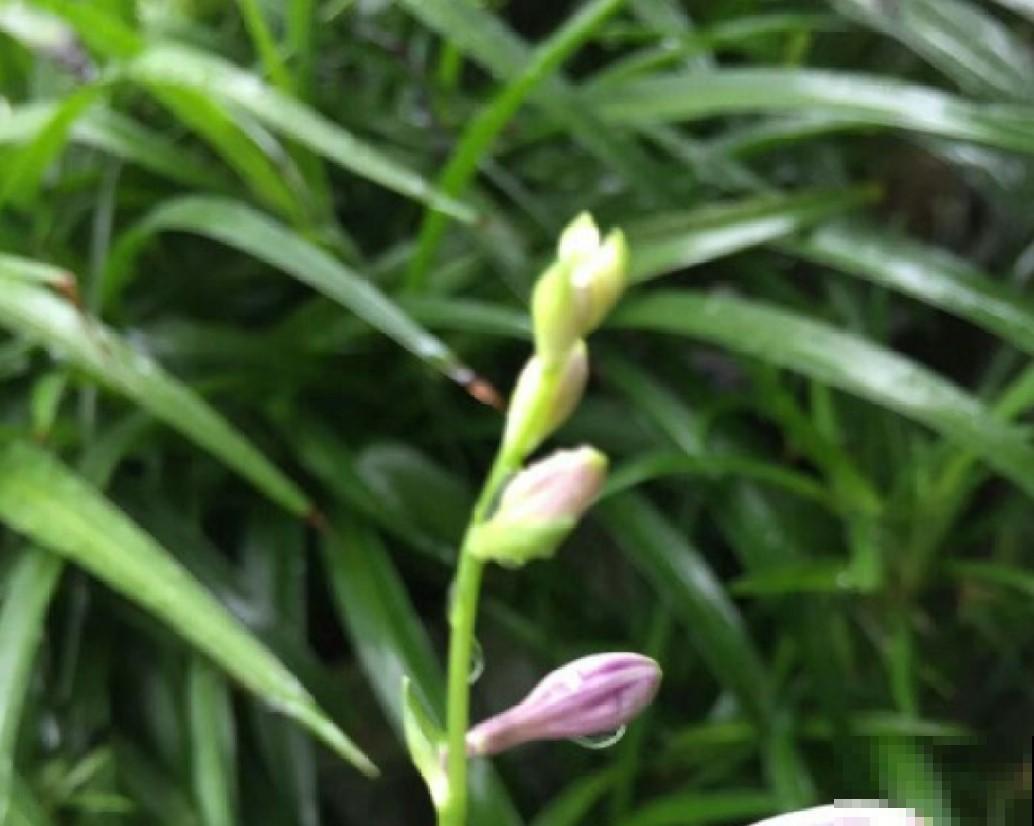 天气越来越冷，耐寒植物这样养，就选这3种！