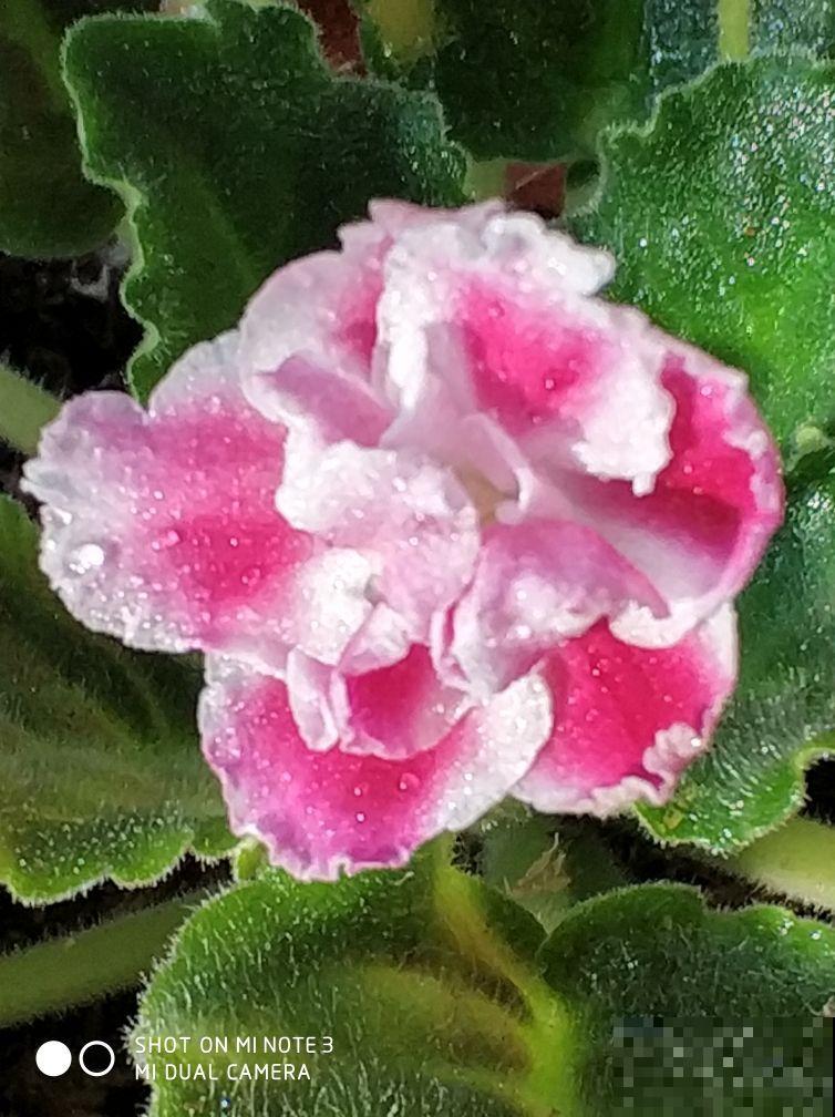 谁说冬天不能扦插，这3种花现在扦插，成活率90%