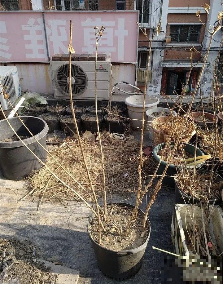 养这花真赚钱，一年能生3麻袋，邻居朋友抢着要！