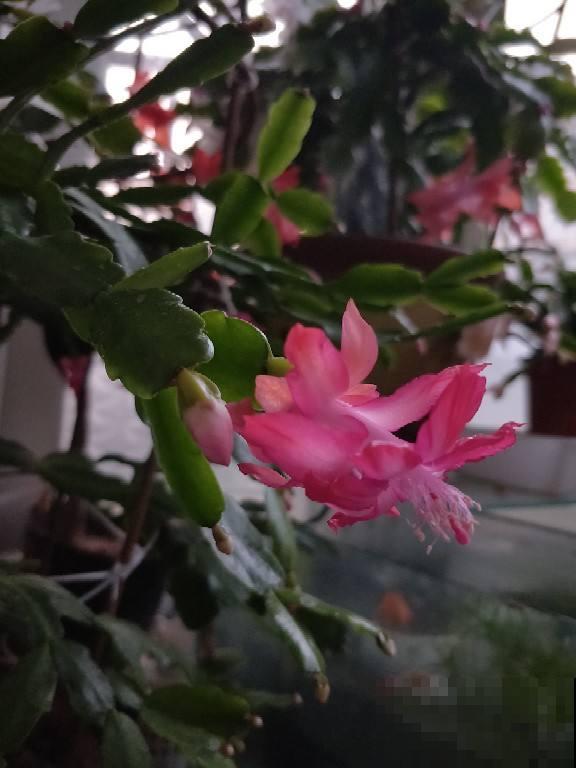 今年超火的年宵花，比蟹爪兰好看，一养就上瘾