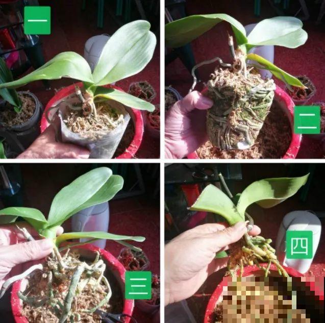 公认的开花机器，一年能开8个月，光不好也能养！