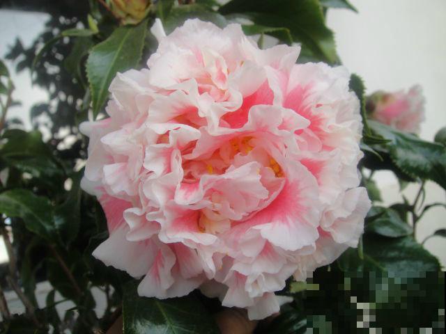 茶花迎来盛花期，16个最美品种，养一棵就足了！