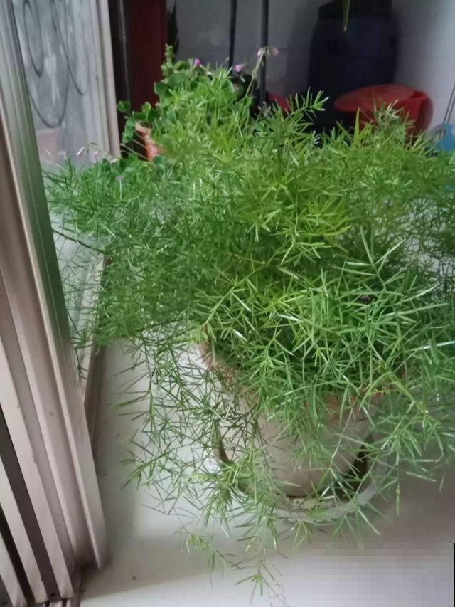 这花极像文竹，叶片翠绿，却比文竹好看好养多了！