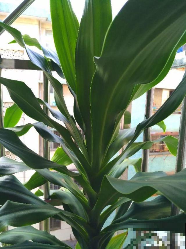 这4种花养在家里，就是一个小型的加湿器，不干不躁真舒服！