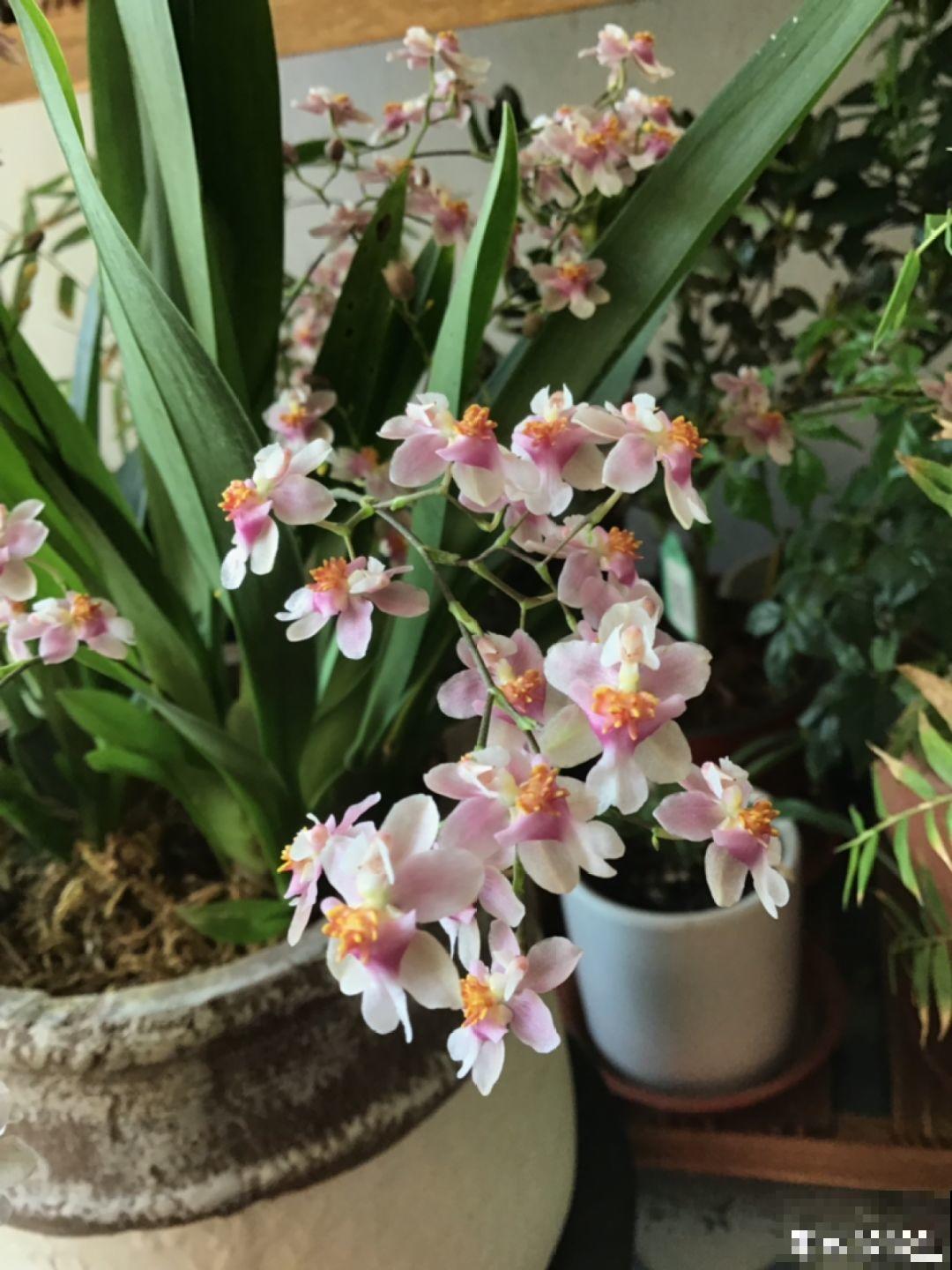 14种香水花，家里摆一盆，满屋子都是香味！