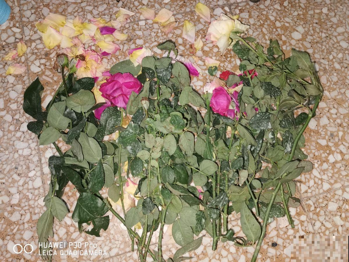 养花就得舍得剪，找对地方剪两刀，嘭嘭开出大花苞