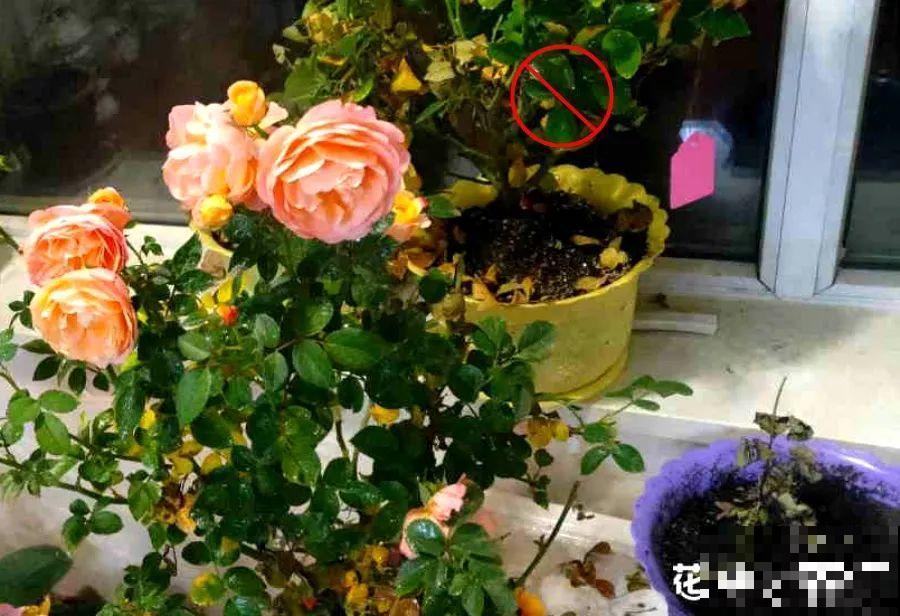 室内养花太难？记住这5点，啥花都能养得好！