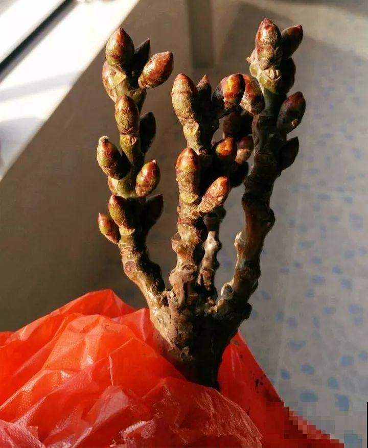 看见这花可别买，忍住，小心被忽悠，花钱买气受！