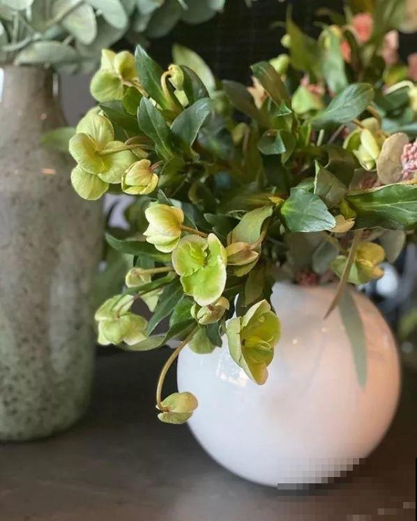 20种花再冷也不怕，过年正好开花，现在养还来得及！