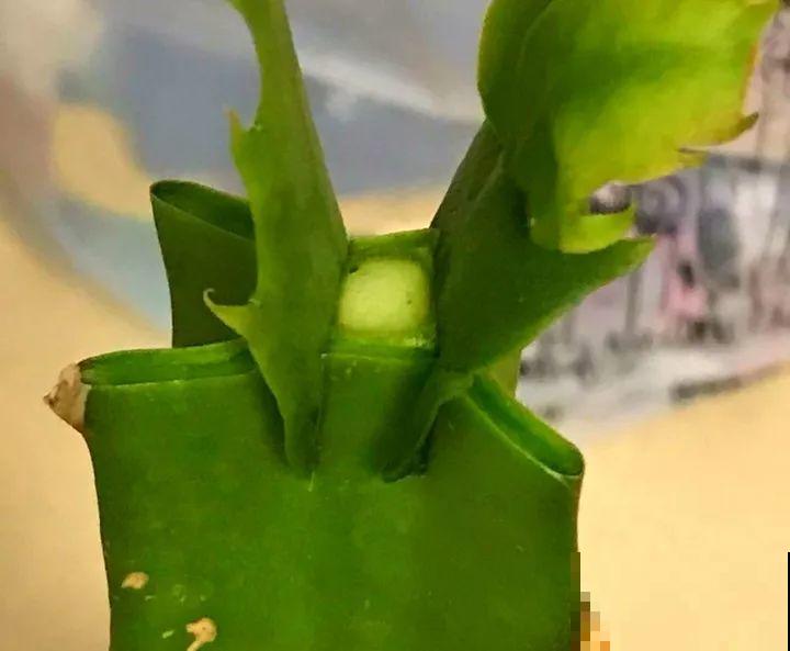 蟹爪兰嫁接技巧，少浇水撒点它，新手也能轻松养生根！