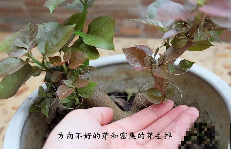 最受欢迎的花，修修剪剪，立马就变的不一样了