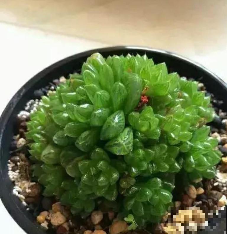 养玉露的小技巧，学一招，叶子透亮像小灯泡！