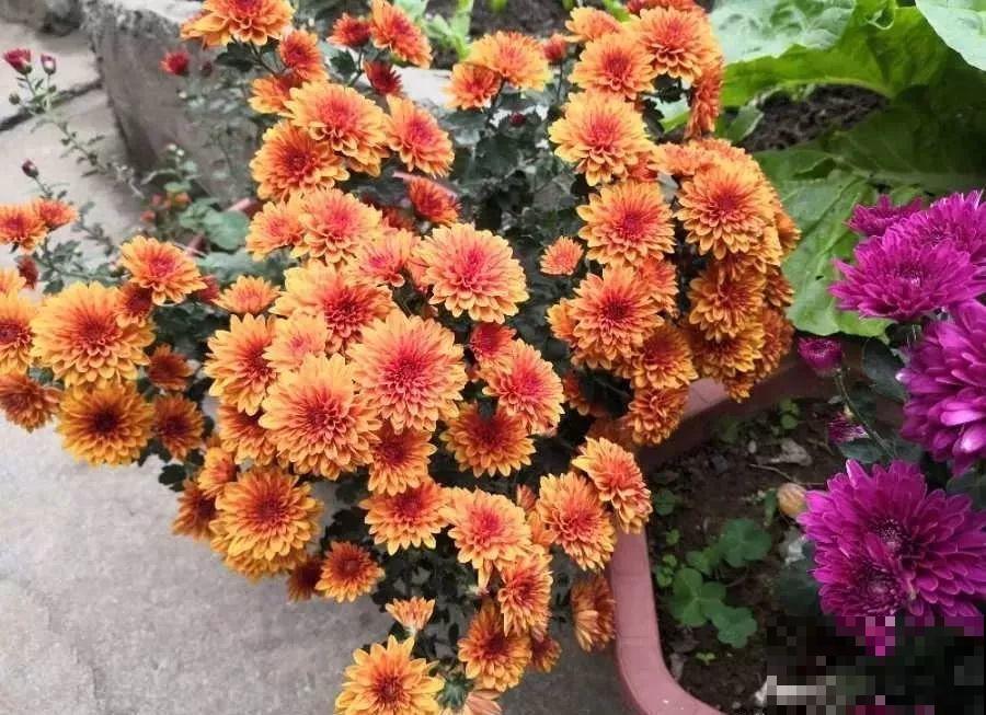她在楼顶养花种菜，再喂喂鸡，日子过得悠闲又自在！