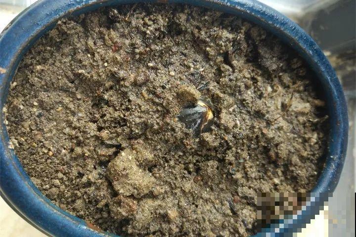 5块钱的水果埋土里，半年养成守家树，邻居都想花钱买！