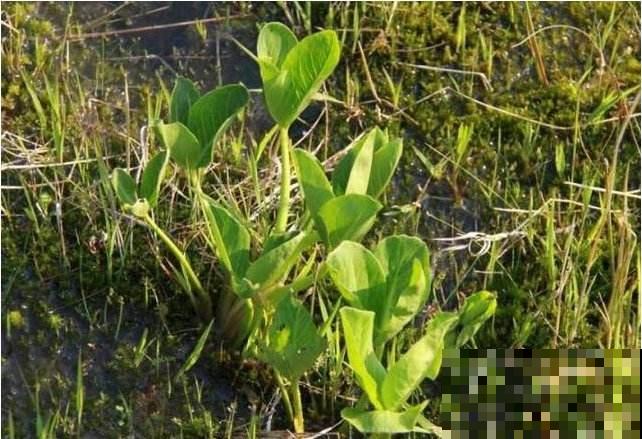 野外这草真奇怪，几颗棵就想呼呼大睡，整天失眠的人有福了！