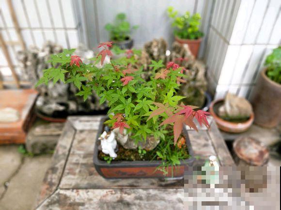 人养花，花也养人，越养你的气质就越好！