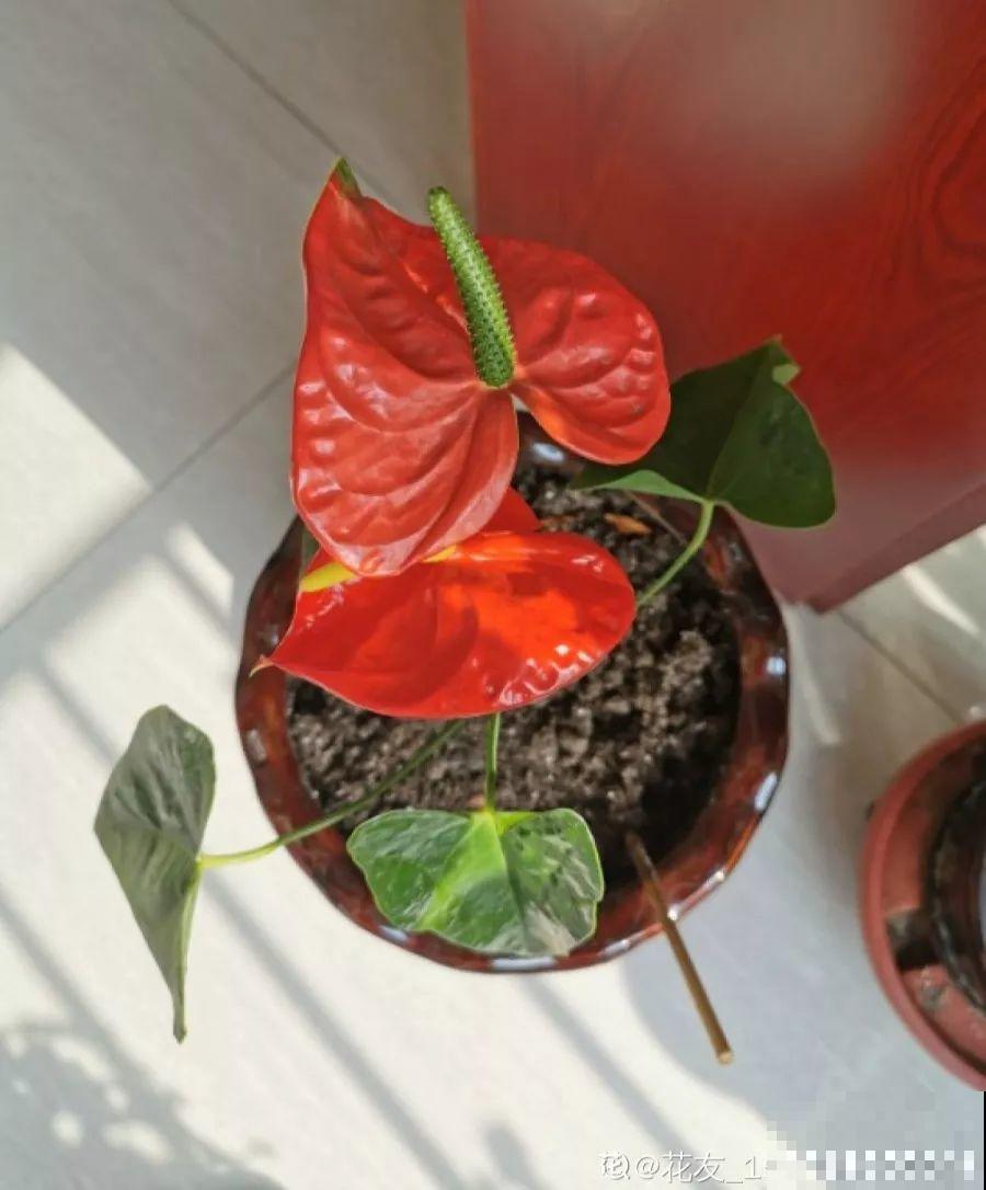 这7种花能开小半年，一茬接一茬，也不嫌累的慌！